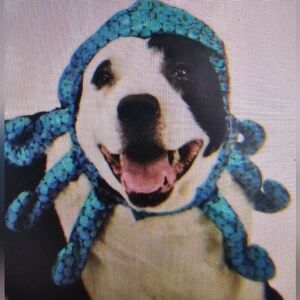 Blue Octopus Hat Costume for Dog Size Small to Medium NWOT